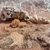 Ракушки :: Ирэн 