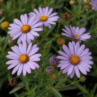 ЦВЕТЫ :: МАРИЯ ПОПОВА