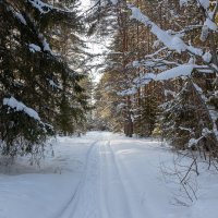 В зимнем лесу. :: Андрей Дурапов