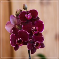 Черный принц :: Irene Irene