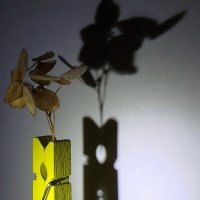 Светотени :: светлана льдокова