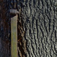 Живое побеждает. :: Константин Белоногов