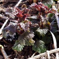 Первая трава - крапивка :: светлана льдокова