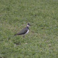 Чибис... :: Александр Посошенко