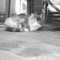 Мечты о ч/б Лейке 68. :: Михаил Елочкин