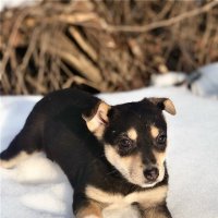 *** :: Андрей Л. В.