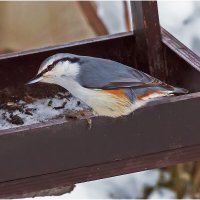 Поползень на кормушке :: Валентин Котляров