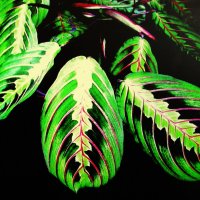 Красота маранты :: Людмила Смородинская