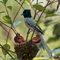 Амурская райская мухоловка :: Yudong Liu