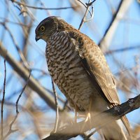 Ястреб-перепелятник :: Лина 