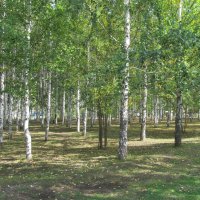 берёзовая роща :: Елена Шаламова