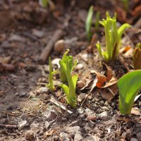 Будущие цветочки :: Юрий Гайворонскiий
