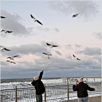 Чайки. :: Валерия Комова