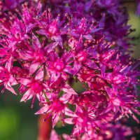 Краски лета. :: Алексей Трухин