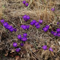 Крокусы :: Рита Симонова