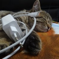 Мурзик - подзарядился и спит :: СЕРГЕЙ ФИЛОЧКИН