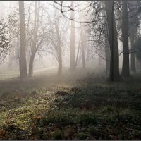 Туман, осень :: ZNatasha -