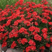 Кореопсис красильный Амулет :: МАРИЯ ПОПОВА