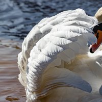Завораживающие создание :: Екатерина Счасная