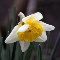 Нарцисс под вечер вышел в свет... :: Валерий Басыров