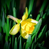 Весеннее. :: Владимир Весеннее. :: Владимир