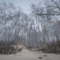 Туман :: Sergey 