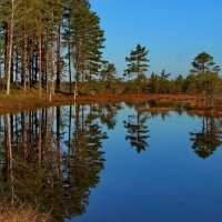 Лесные фотозарисовки.. :: Татьян@ Ивановна