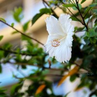 Белый гибискус. :: Argaman Табашник
