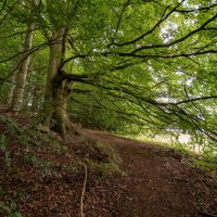 Под ветвями... :: Николай Гирш