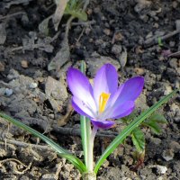 Молодая поросль :: Александр Чеботарь