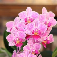 Моя коллекция орхидей :: Irene Irene