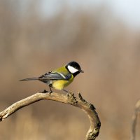 *** :: Валерий Черняк