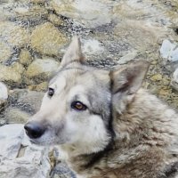 ДРУГ :: Tata Wolf