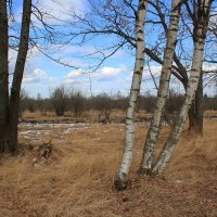 Поступь весны :: Наталья Лунева 