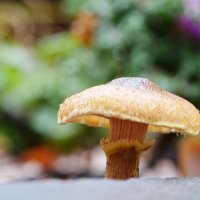 Недалеко от Невского. :: Alexey YakovLev