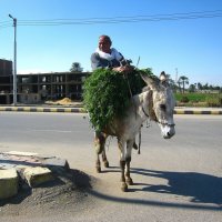 Египетский всадник. :: unix (Илья Утропов)