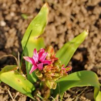 Весна идет - куркума расцветает :: Светлана 