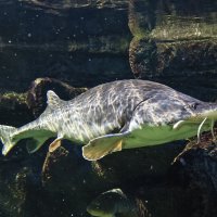 Белуга :: <<< Наташа >>>