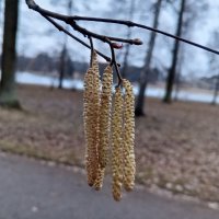 Орешник :: Сапсан 