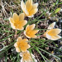 Крокус :: Сапсан 