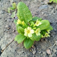 Примула :: Сапсан 