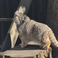 Тимоша :: <<< Наташа >>>