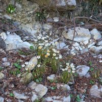 СОЛОХ АУЛ. МАРТ :: Tata Wolf