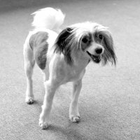 Как похудеть весной (способ не для людей) (3) :: Игорь Парв