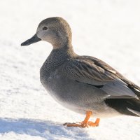 Серая утка :: Дарья Меркулова