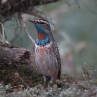 Варакушка :: Yudong Liu