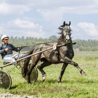 На бегах :: SanSan 