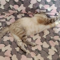 Роджер :: Наталья (ShadeNataly) Мельник