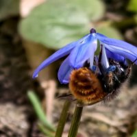 Под зонтиком :: Мариша Тим