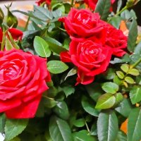 Цветы для мамы :: Валерий Иванович